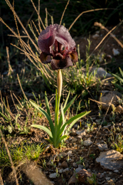 Al-Arz;Iris;Iris-Cedreti;Kaleidos;Kaleidos-images;Lebanon;Middle-East;Near-East;Proche-Orient;Tarek-Charara;Flowers;Endemic;Endangered-species;Endemic-species;Critically-endangered;Critically-endangered-species